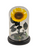 Love & Romance - Preserved Sunflower