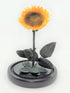 Love & Romance - Preserved Sunflower